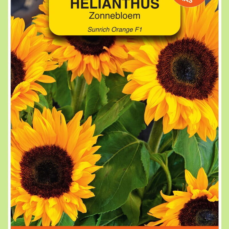 helianthus sunrich oranje zonnebloem
