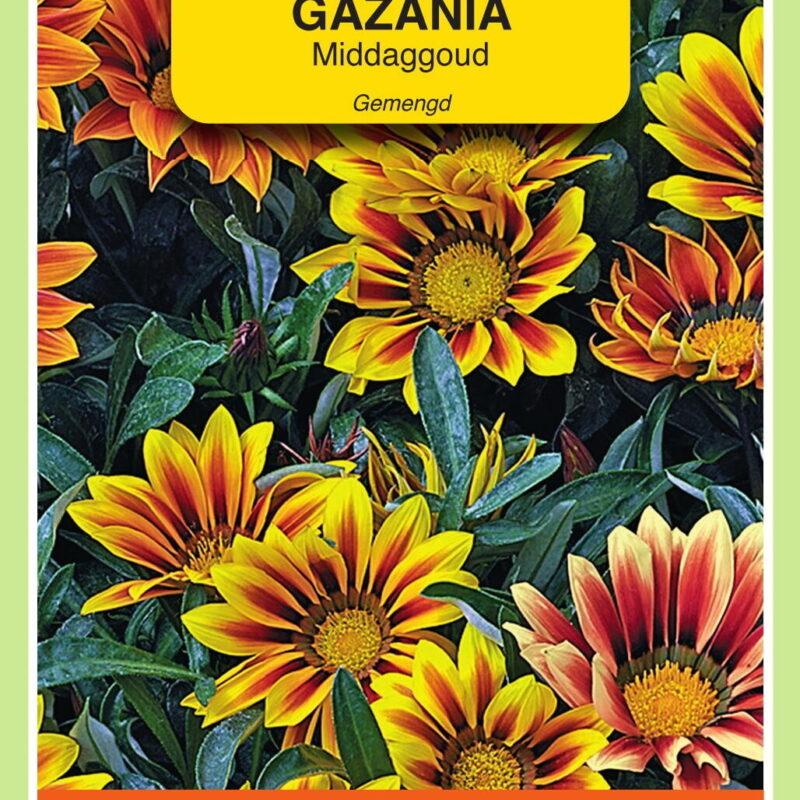 gazania gemengd middaggoud