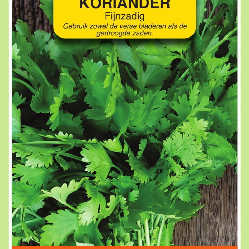 koriander
