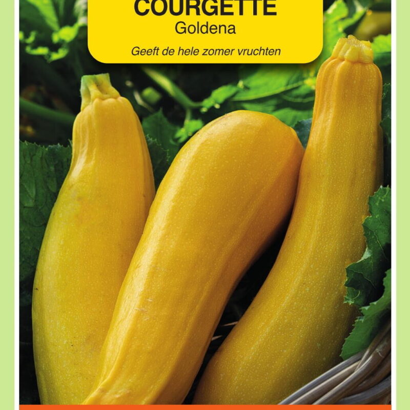 courgette goldena