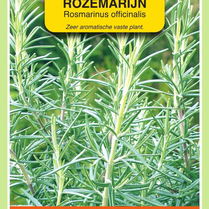 rozemarijn rosmarinus officinalis