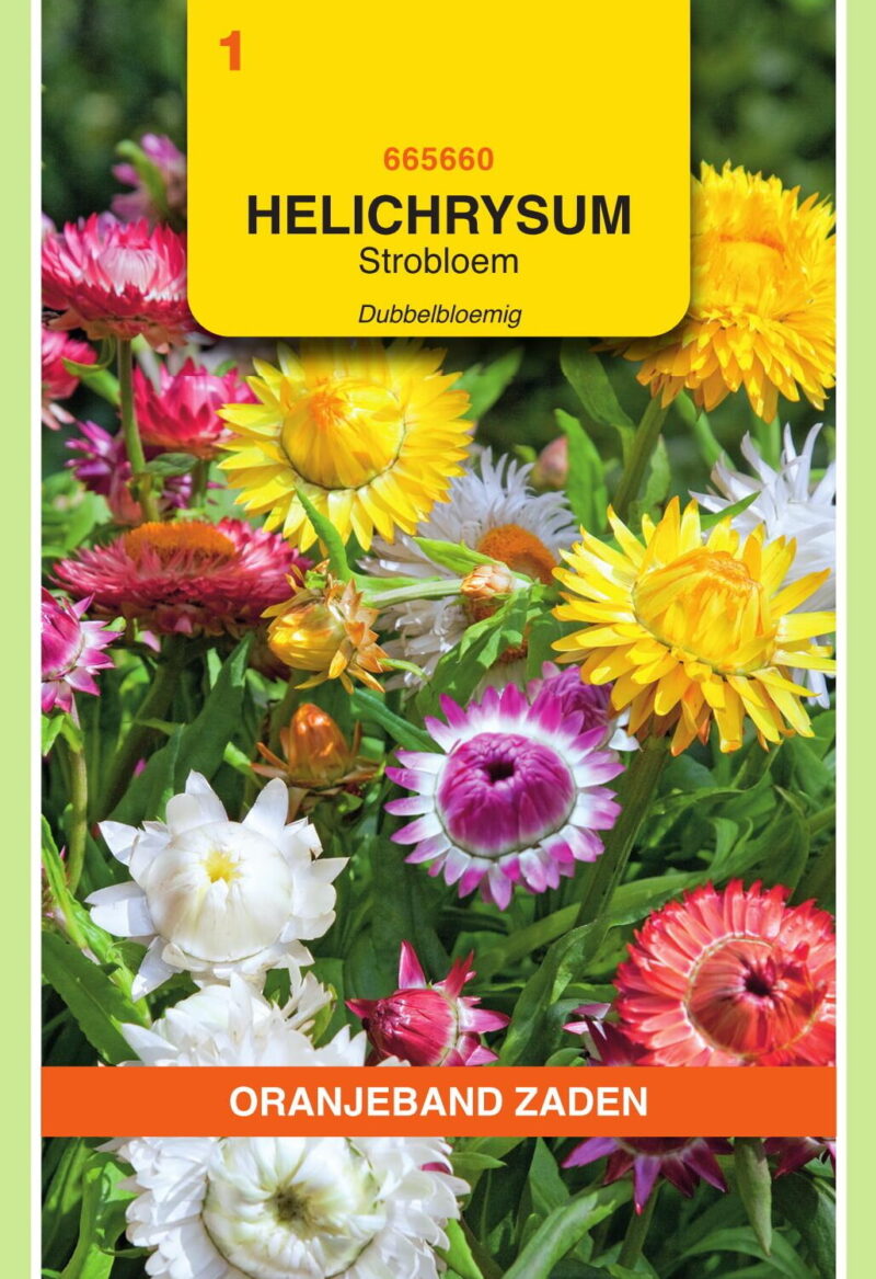 helichrysum dubbelbloemig strobloem