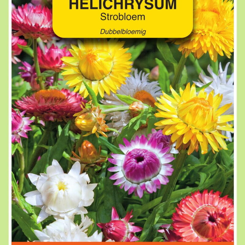 helichrysum dubbelbloemig strobloem