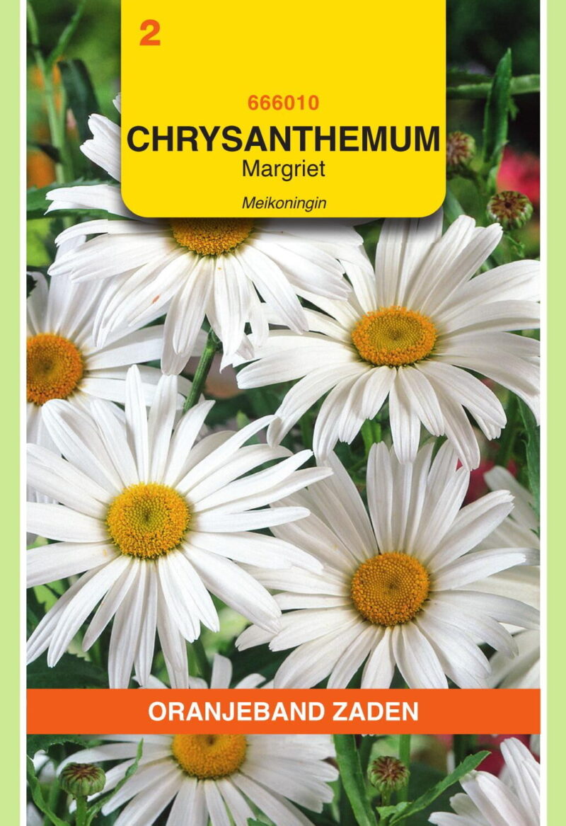 chrysanthemum meikoningin margriet