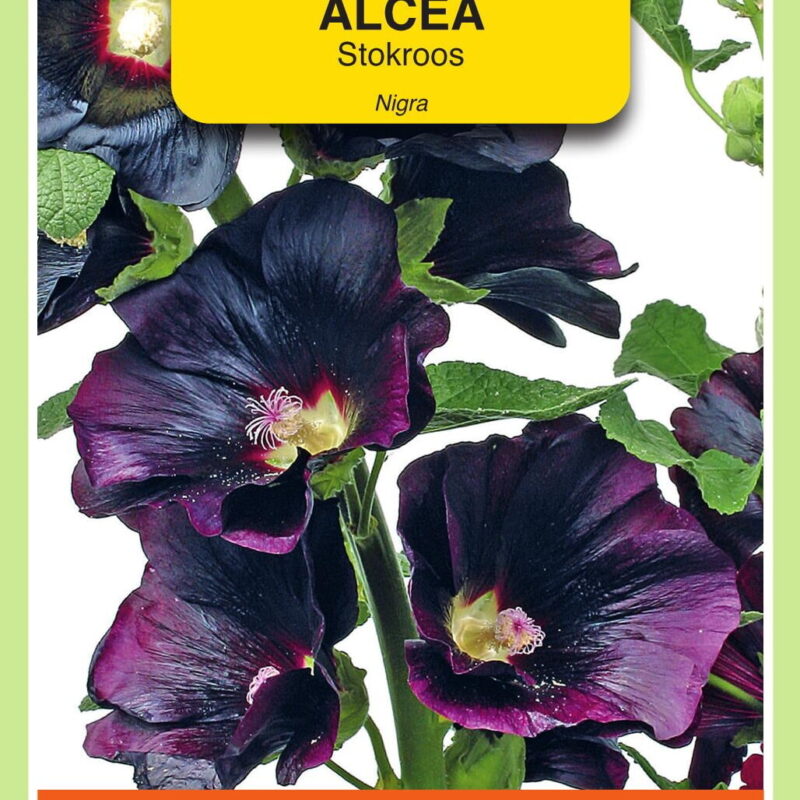 stokroos alcea nigra