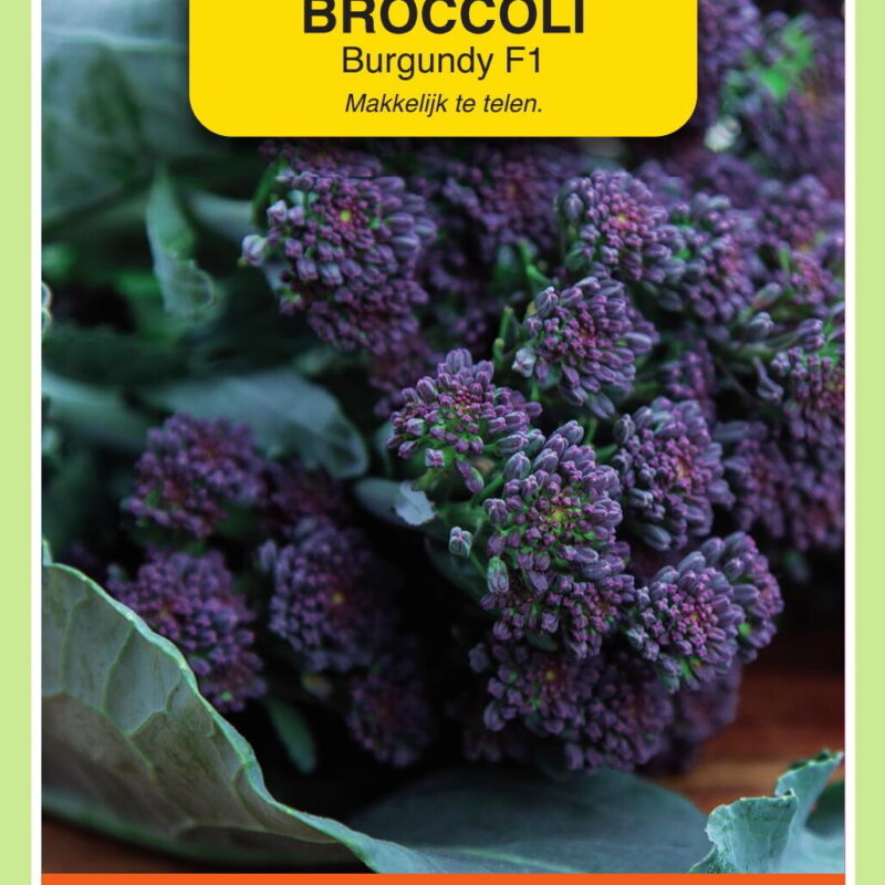 broccoli burgundy f1