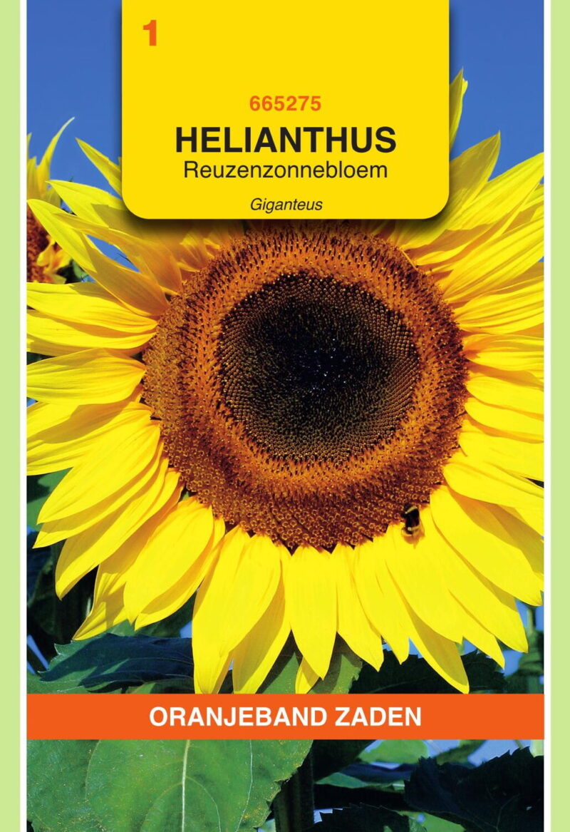 Helianthus Reuzenzonnebloem