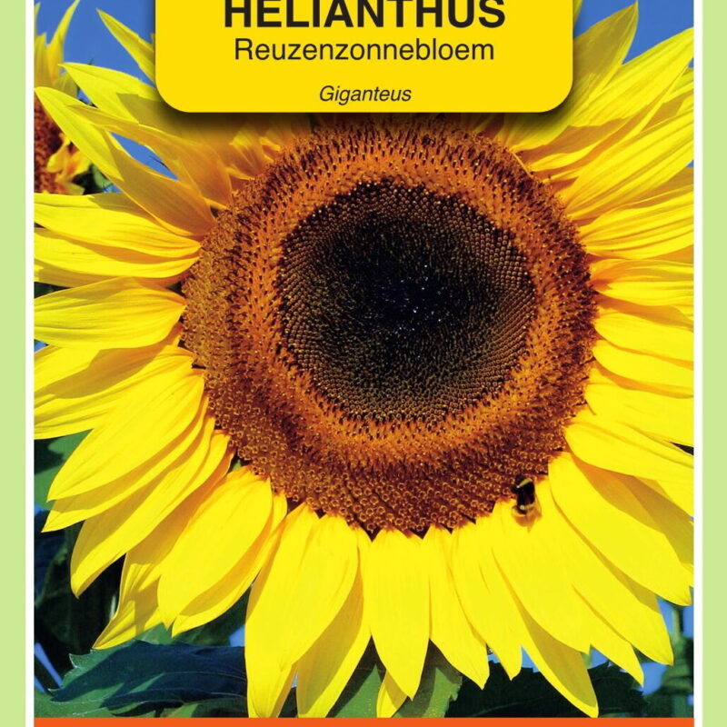 Helianthus Reuzenzonnebloem