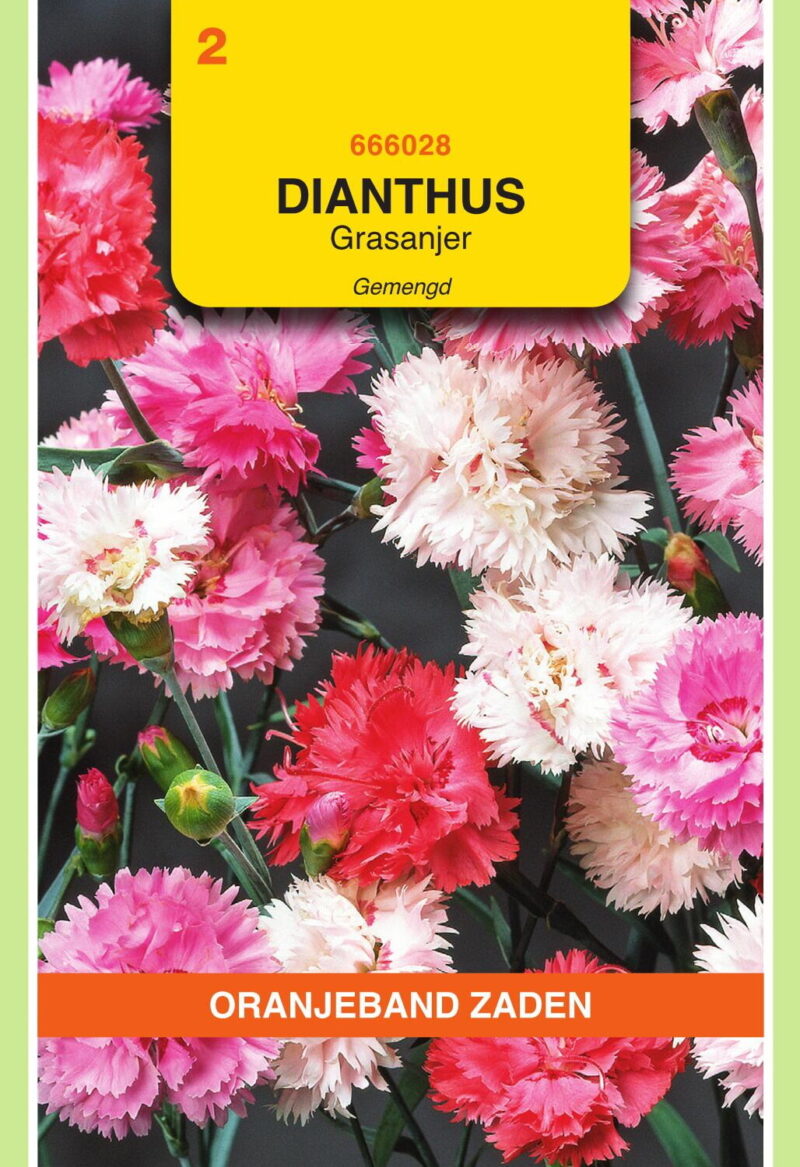 dianthus grasanjer gemengd