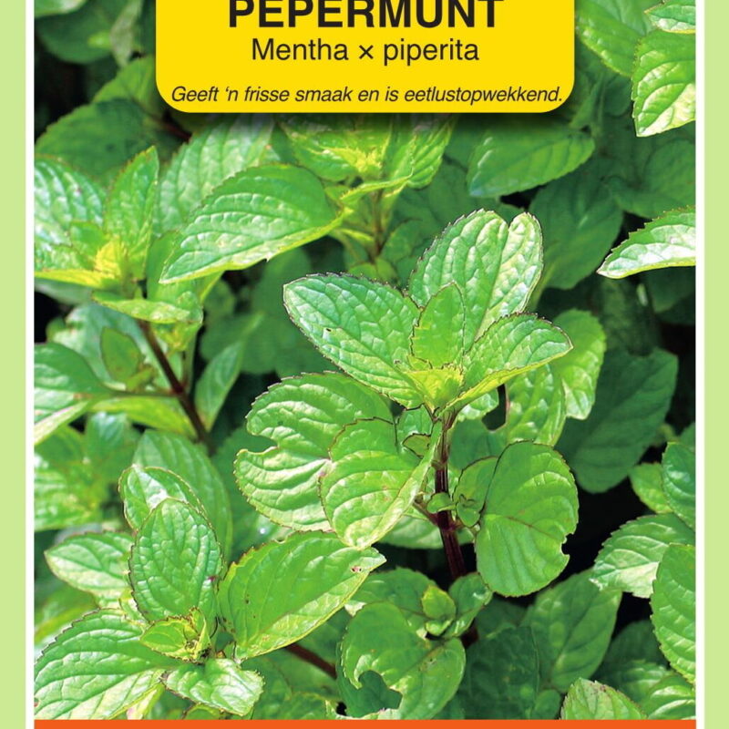pepermunt mentha piperita