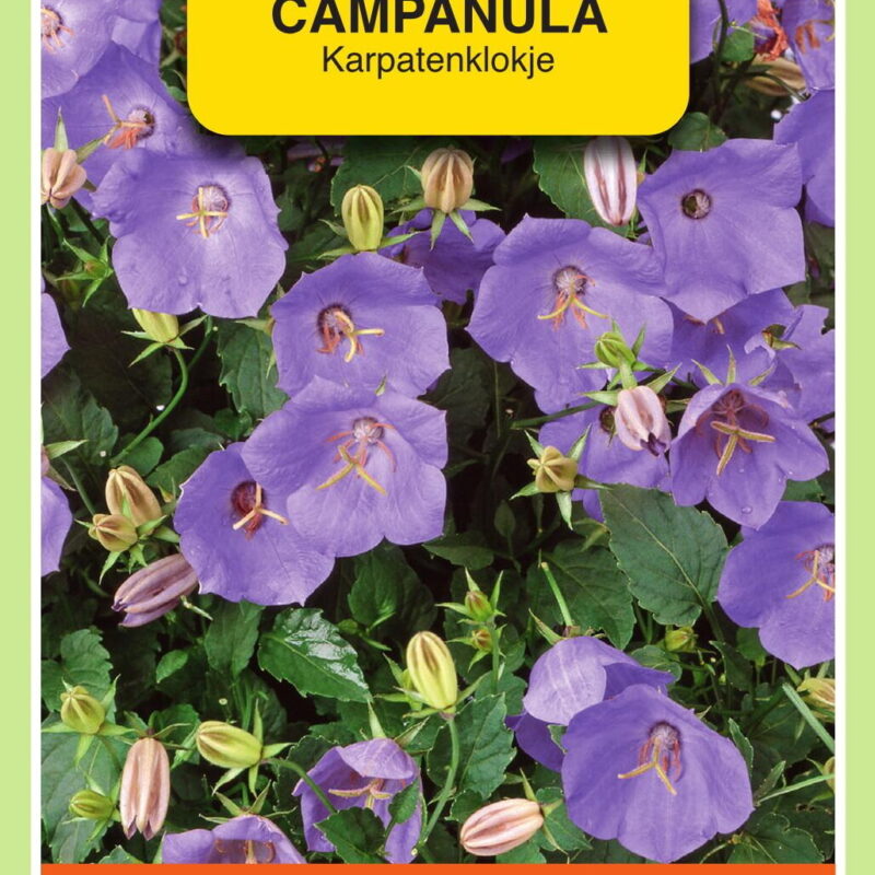 campanula carpatica karpatenklokje