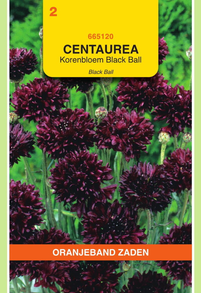centaurea korenbloem black ball