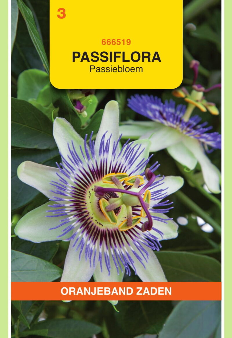 passiflora passiebloem
