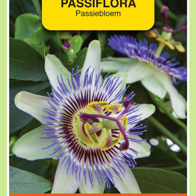 passiflora passiebloem