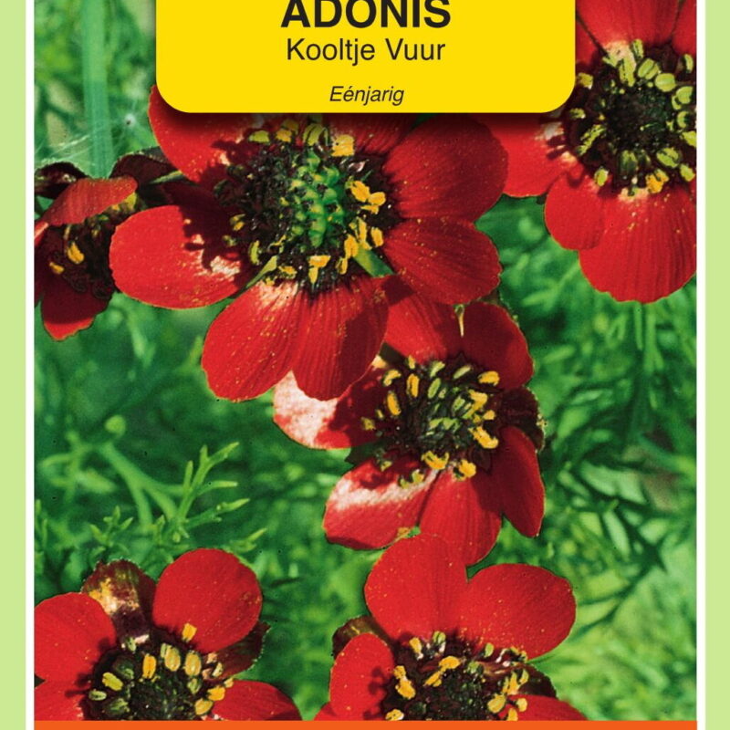 adonis kooltje vuur