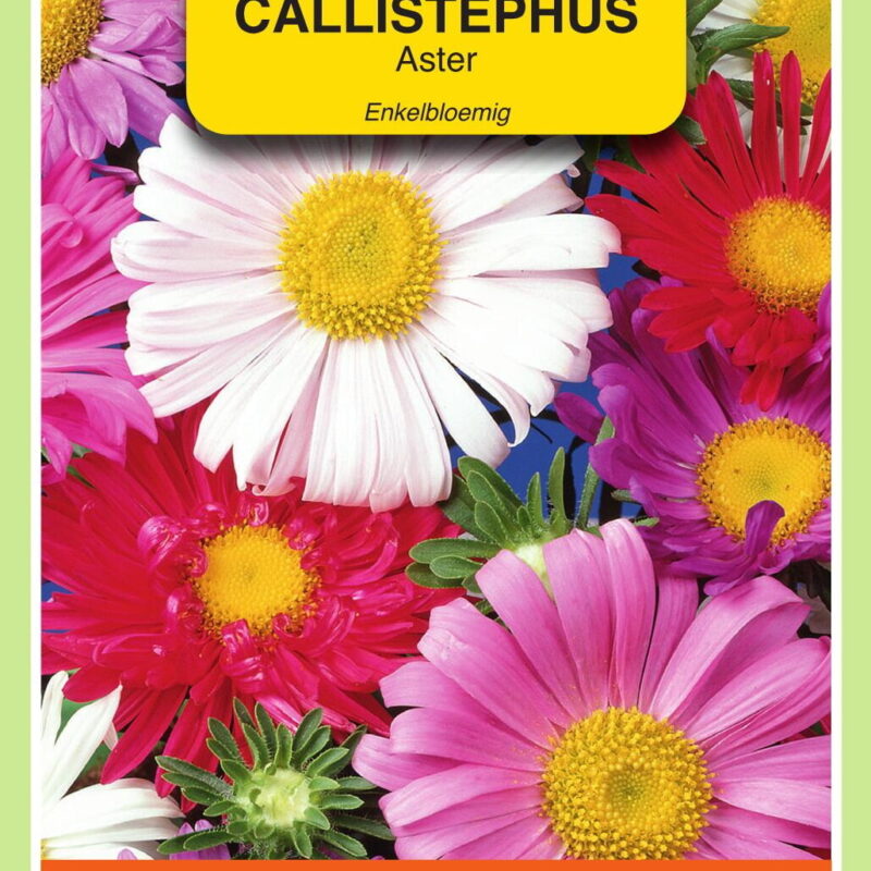callistephus aster enkelbloemig