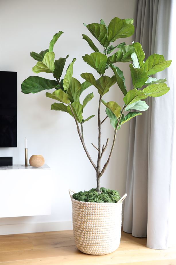 Kunstplanten Tuincentrum REMY | Onderhoudsvrij groen