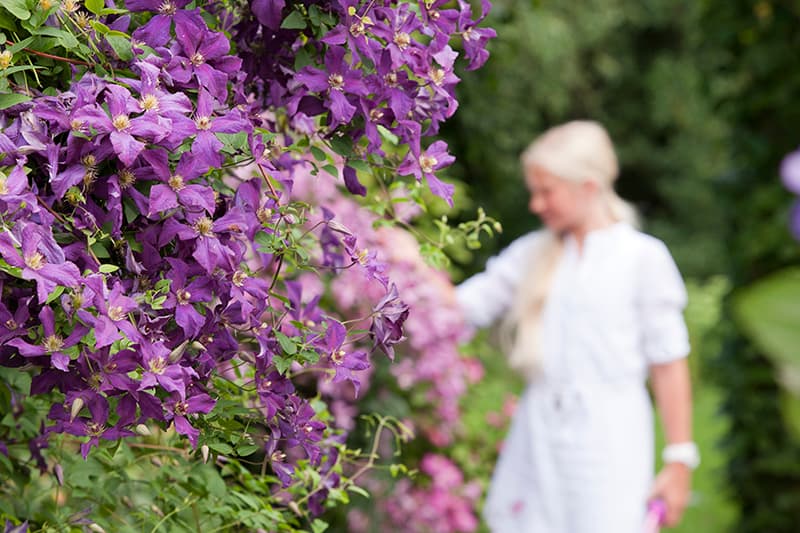 Klimplanten: groene sfeermakers voor elke tuin