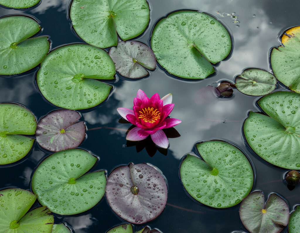 Vijverartikelen Tuincentrum REMY | Alles voor je vijver